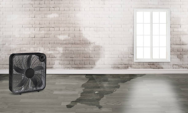 Best Professional water damage repair  in Gilroy, CA